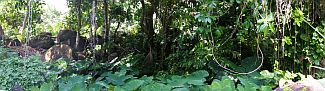 La jungle ... Cliquez pour agrandir