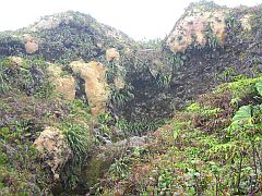 La végéation est basse et luxuriante. Ici des amas de lichens