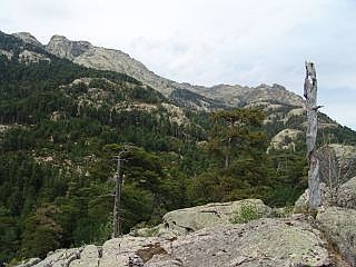 Foret d'Aitone